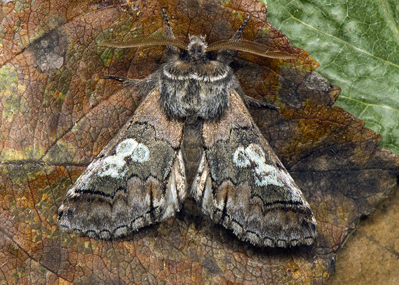 Noctuidae di ottobre